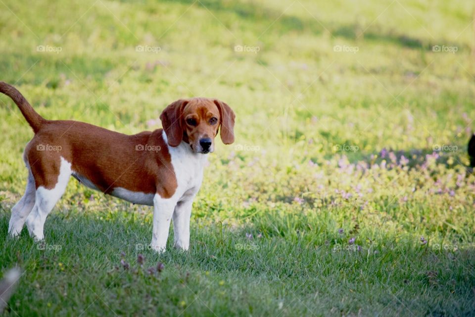 Small beagle in shadow 