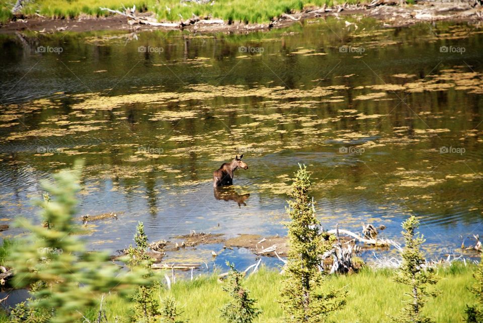 Cow moose eating along Alaskan highway