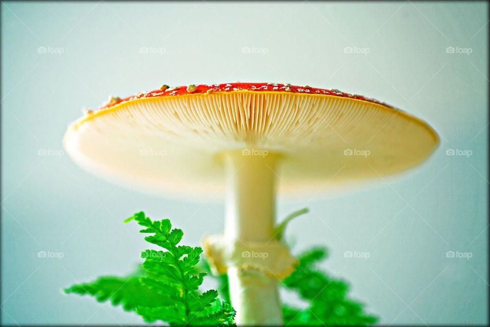 Amanita muscaria fly agaric psychedelic mushroom close up background summer feeling traveling