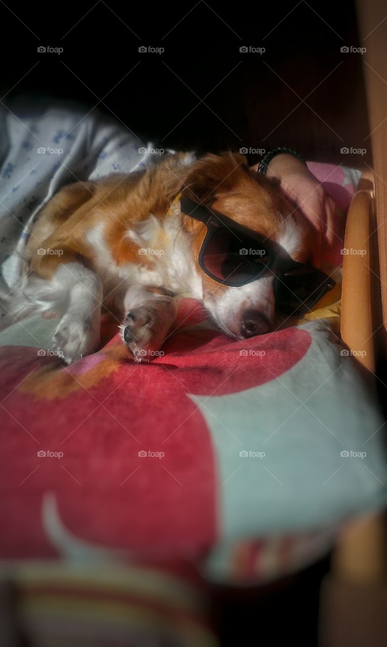 Dog, One, Indoors, People, Portrait