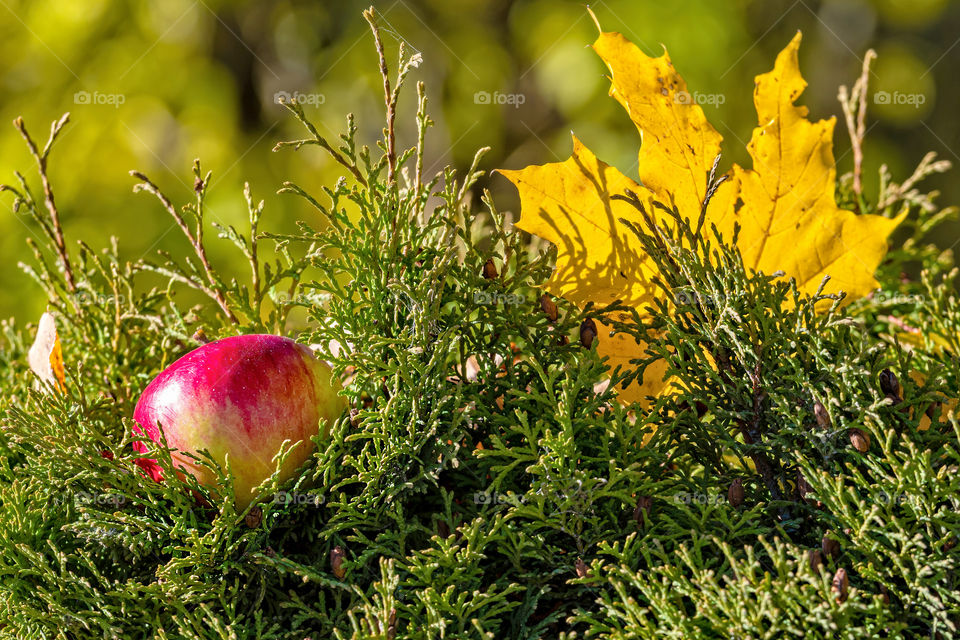 Lonely colorful maple leaf and red apple lying on a moss.