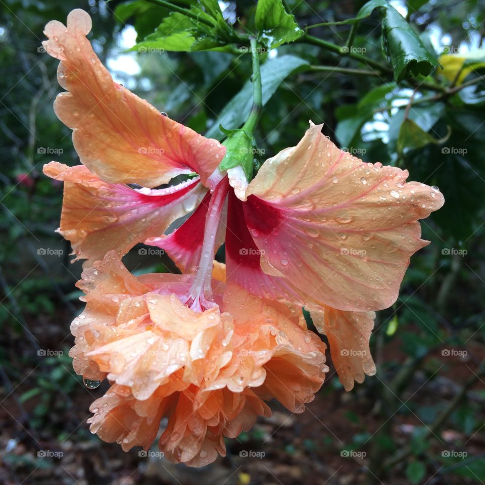 Rain drops on Hibiscus 