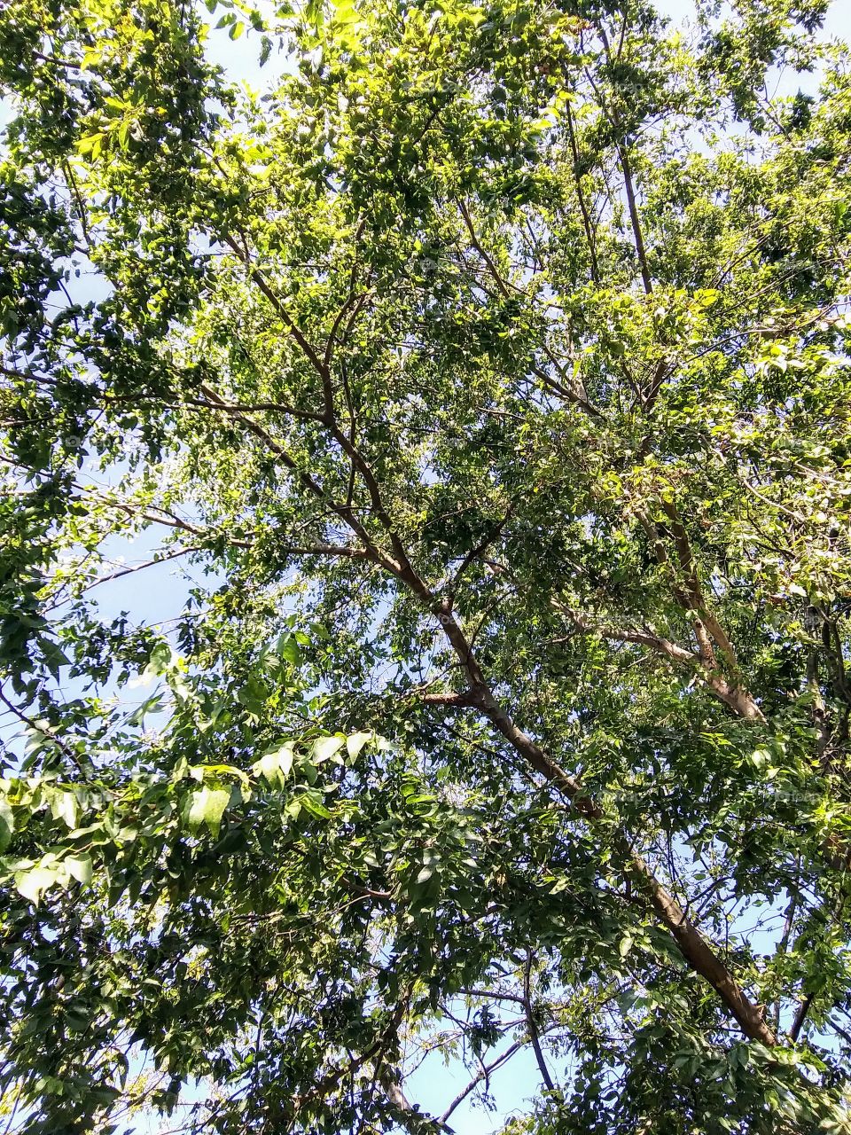 trees in fair weather