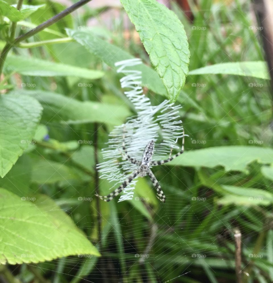 Unusual spider and it's very cool web