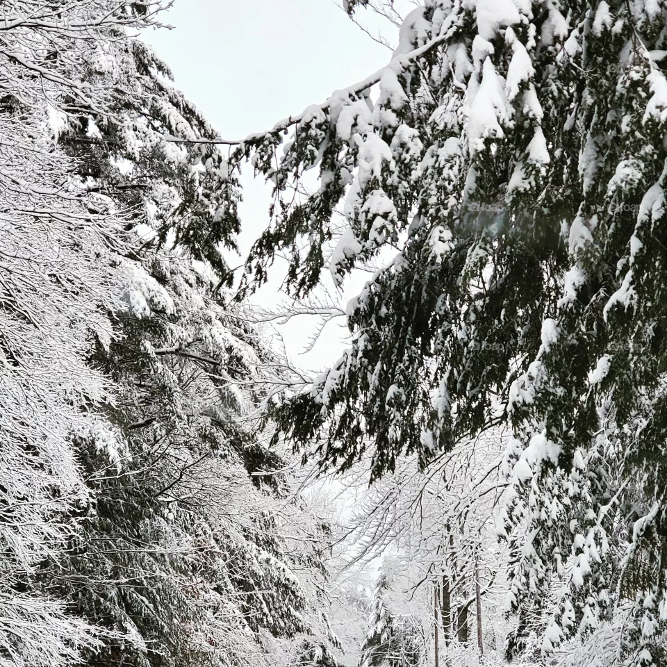Winterscape