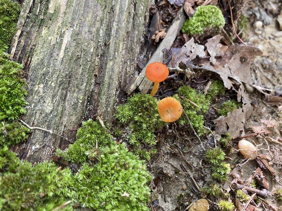 Fighting for life is one thing nature does best! These little mushrooms push past the decay around them to add beauty to their struggle.
