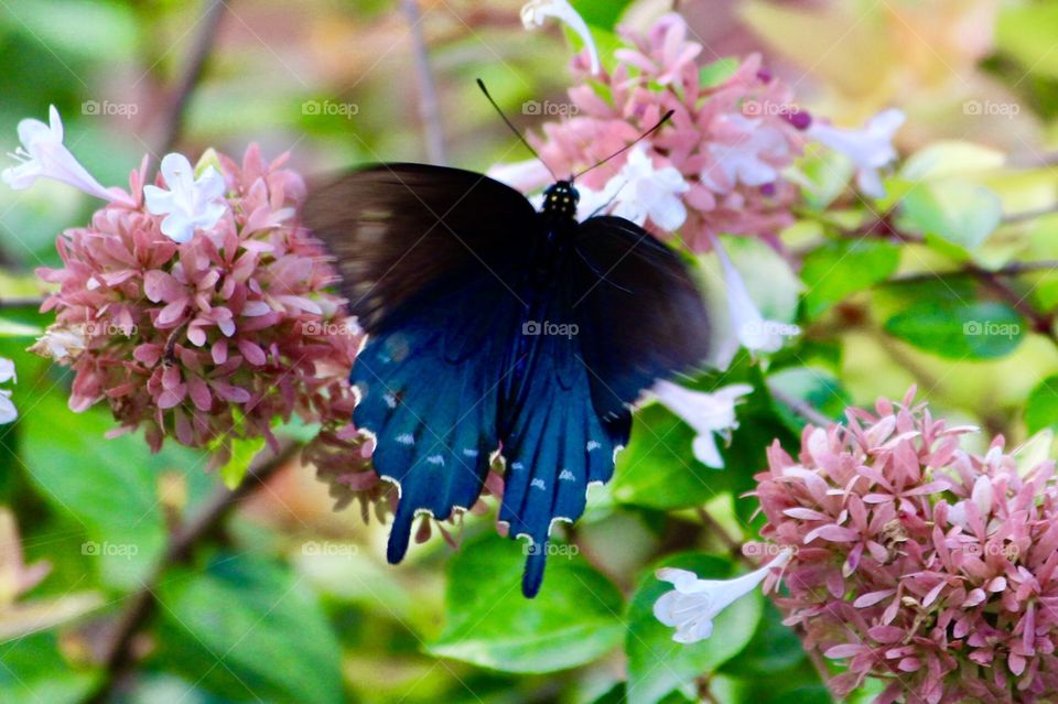 Blue butterfly 