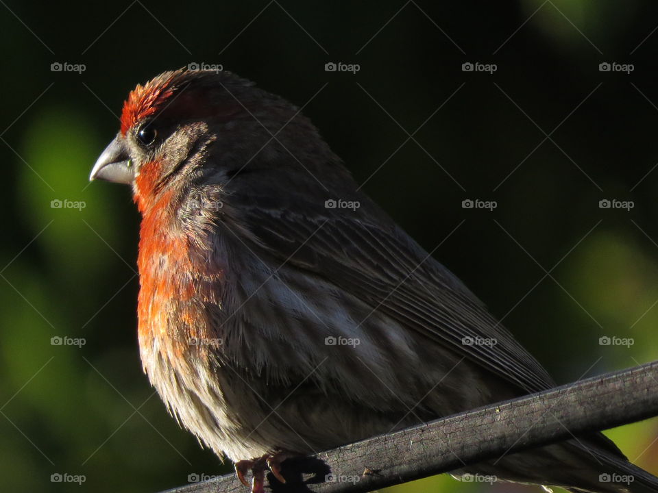 House Finch