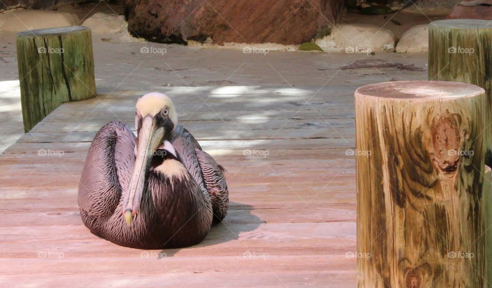 Pelican. Found a pelican in Vegas