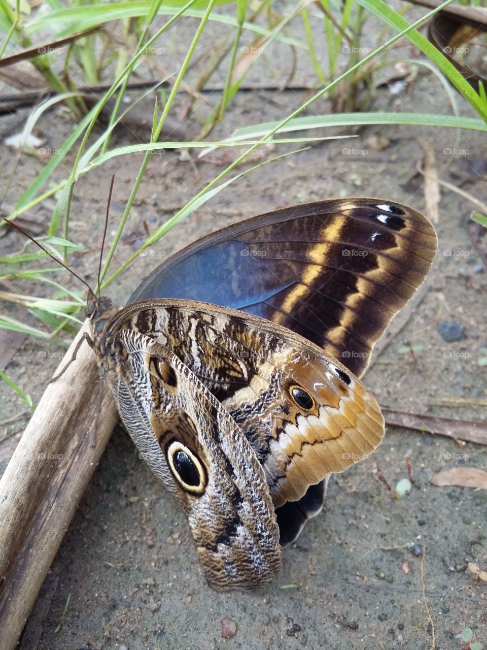 Beautiful butterfly that I found on the way.