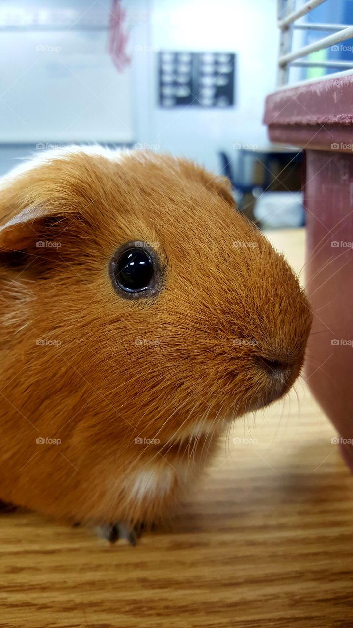 Close-up of brown guinea pig