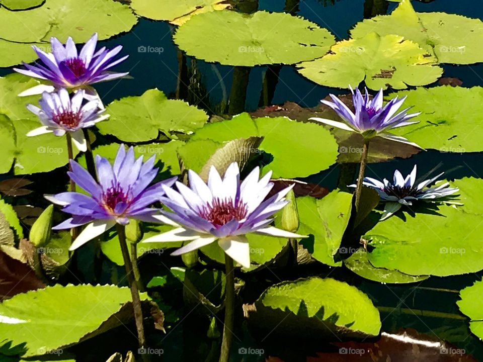 Pool, Lotus, Leaf, Flower, Lily