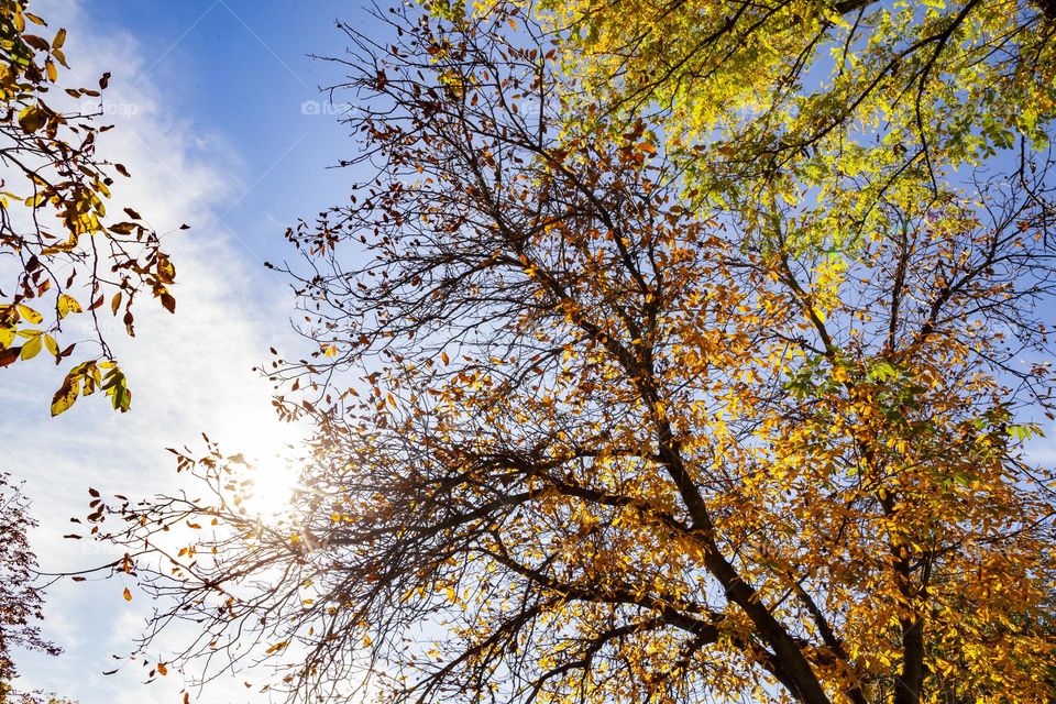 Autumnal sky.