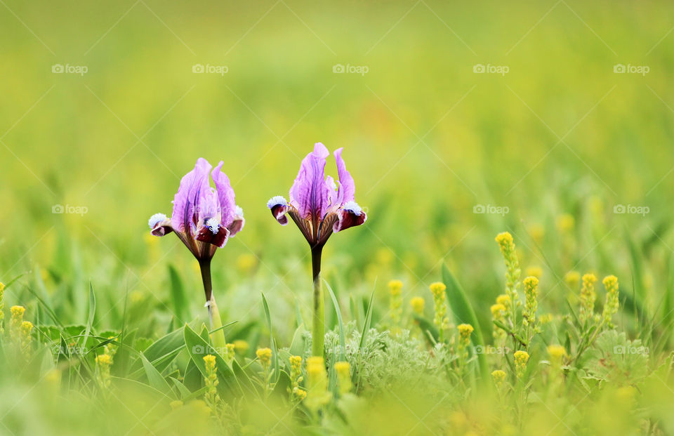 Spring wild iris