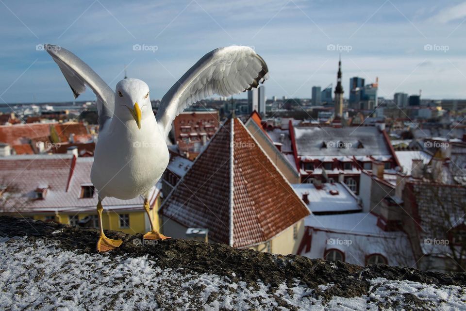 Closeup of bird seagull on the city Tallinn Old Town background in Estonia