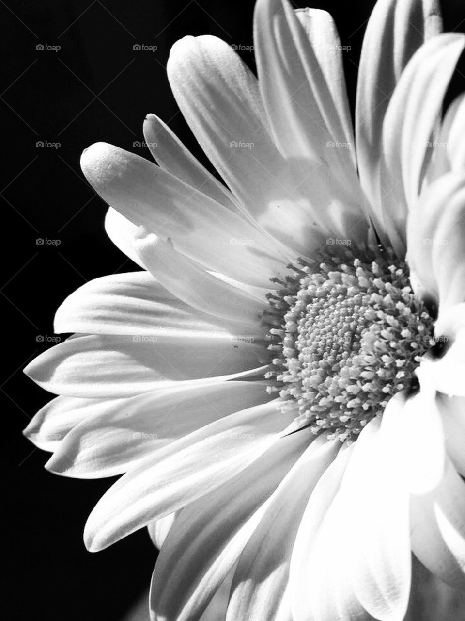 Beauty in black and white