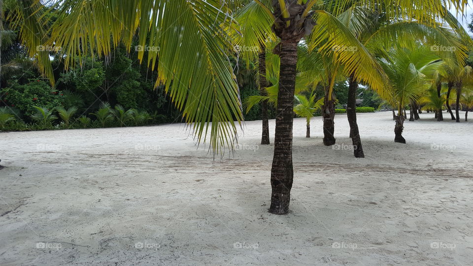 Palm, Tropical, Beach, Sand, Travel