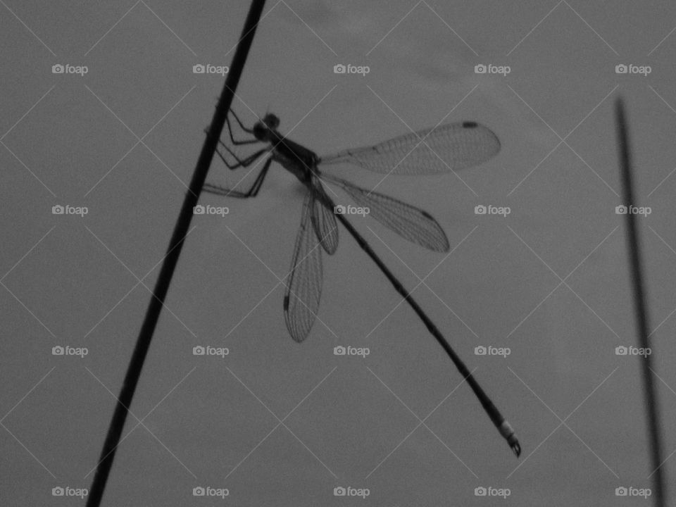 Dragonfly in gray tones.