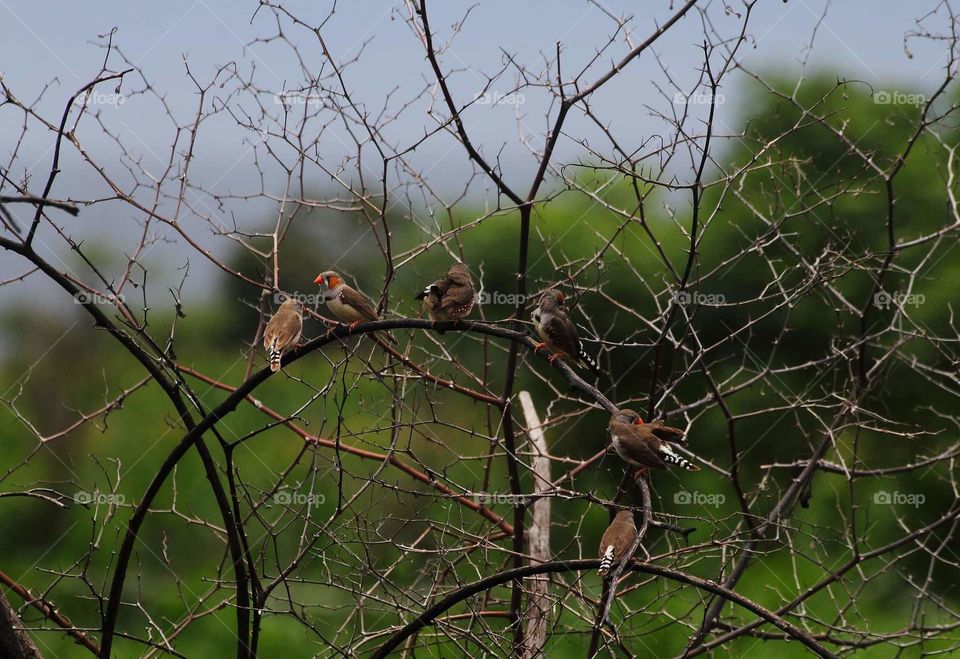 Zebra finch group at the dryng bush . Good distancing with the teens munia (large number community) . Majority of males with the character is oranje on the pair of the cheek .