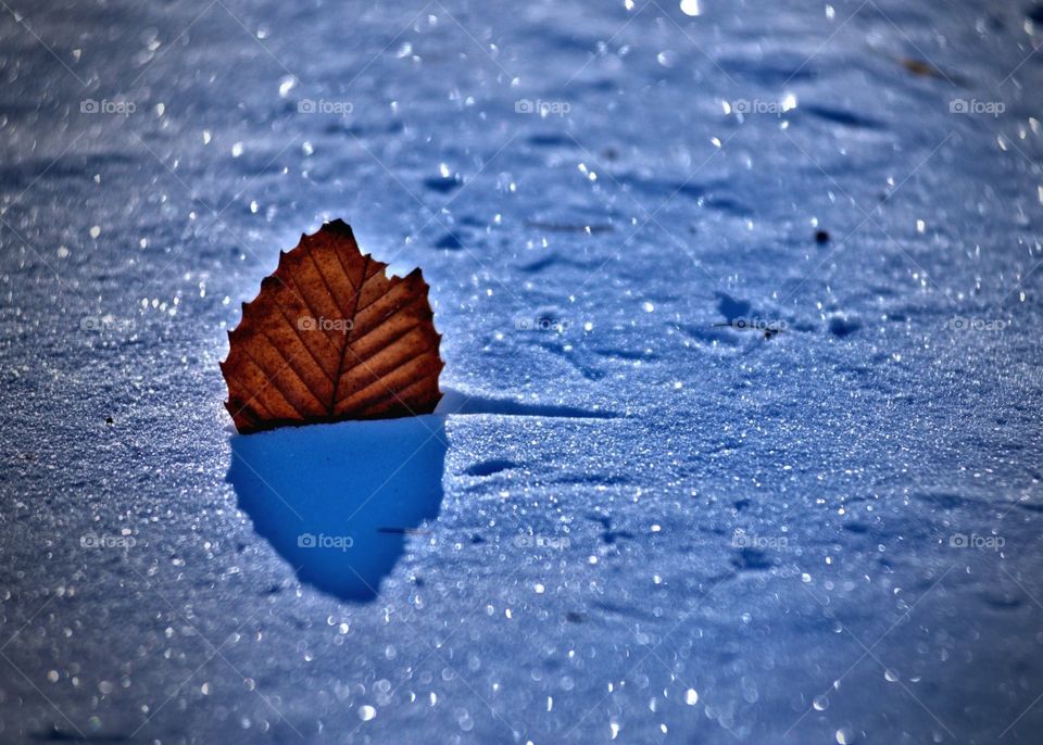 Beech leaf in the snow 