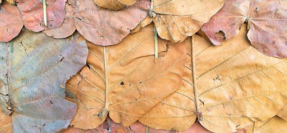 dry dipterocarpus. leaves are made of walls. Thailand