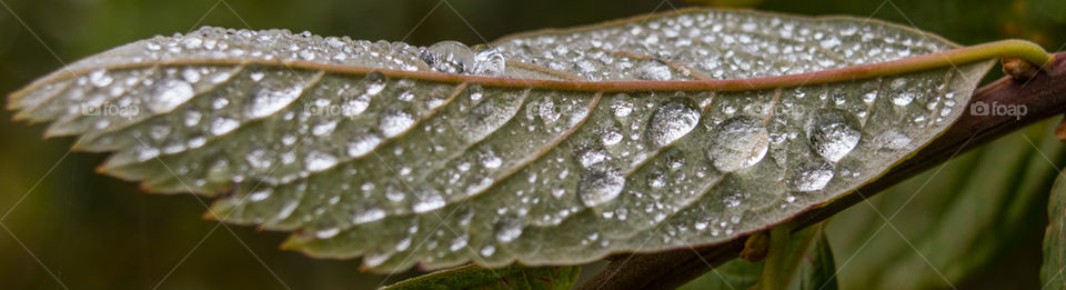 leaf droplets