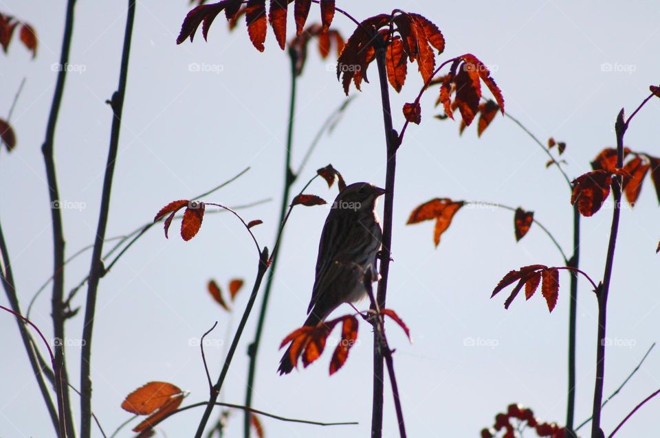 Bird among red leaves