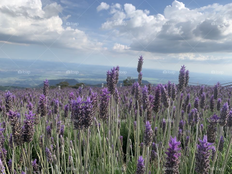 Campo De Lavandas