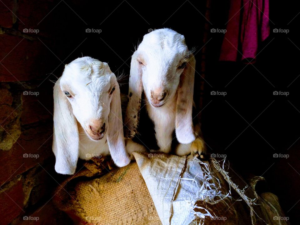 Beautiful goat kids😍