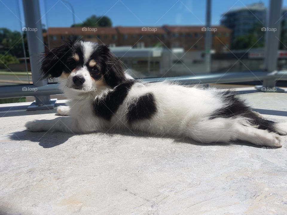 Puppy soaking up the sun