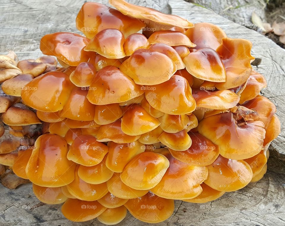 Mushrooms, burnt orange
