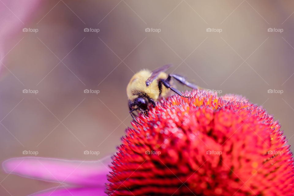 Bee on flower