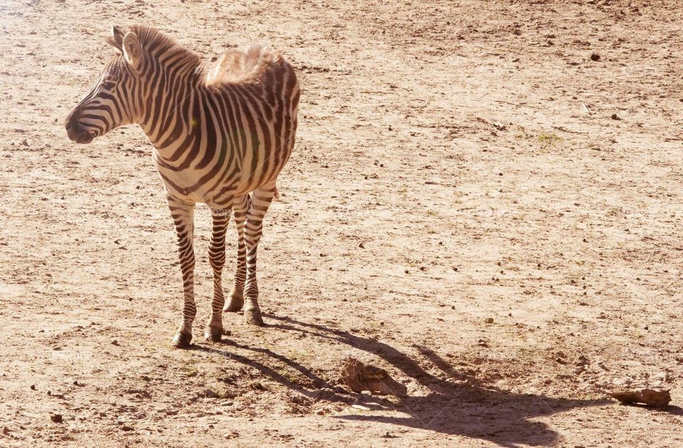 Zebra on the savanne