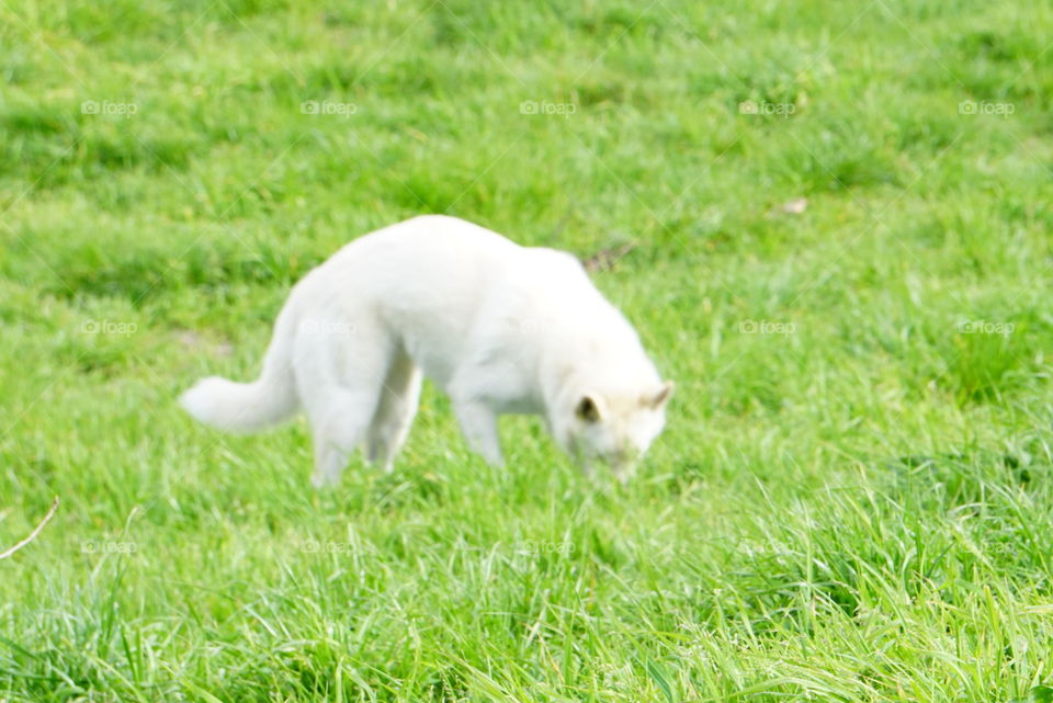 Dogs  - curiosity