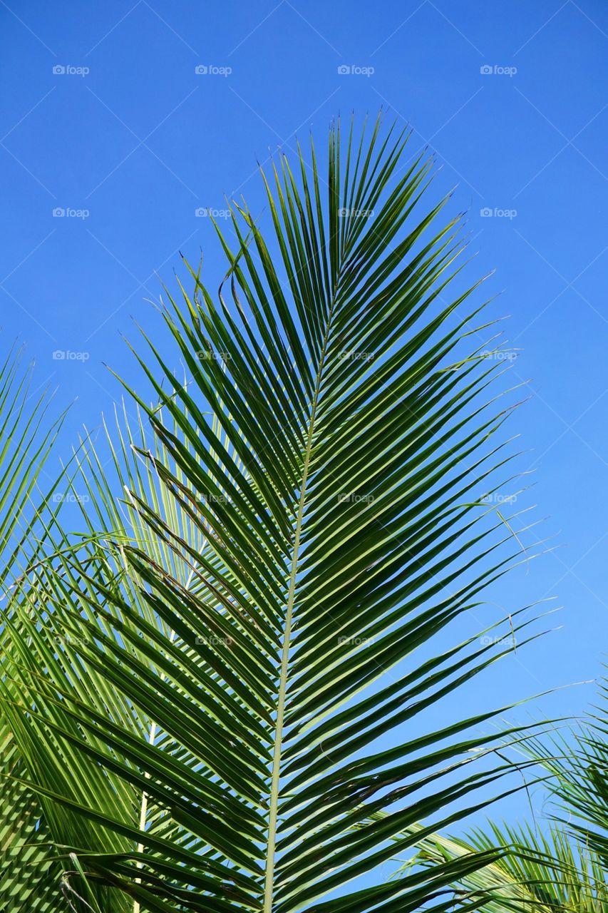 Fresh green coconut leaves