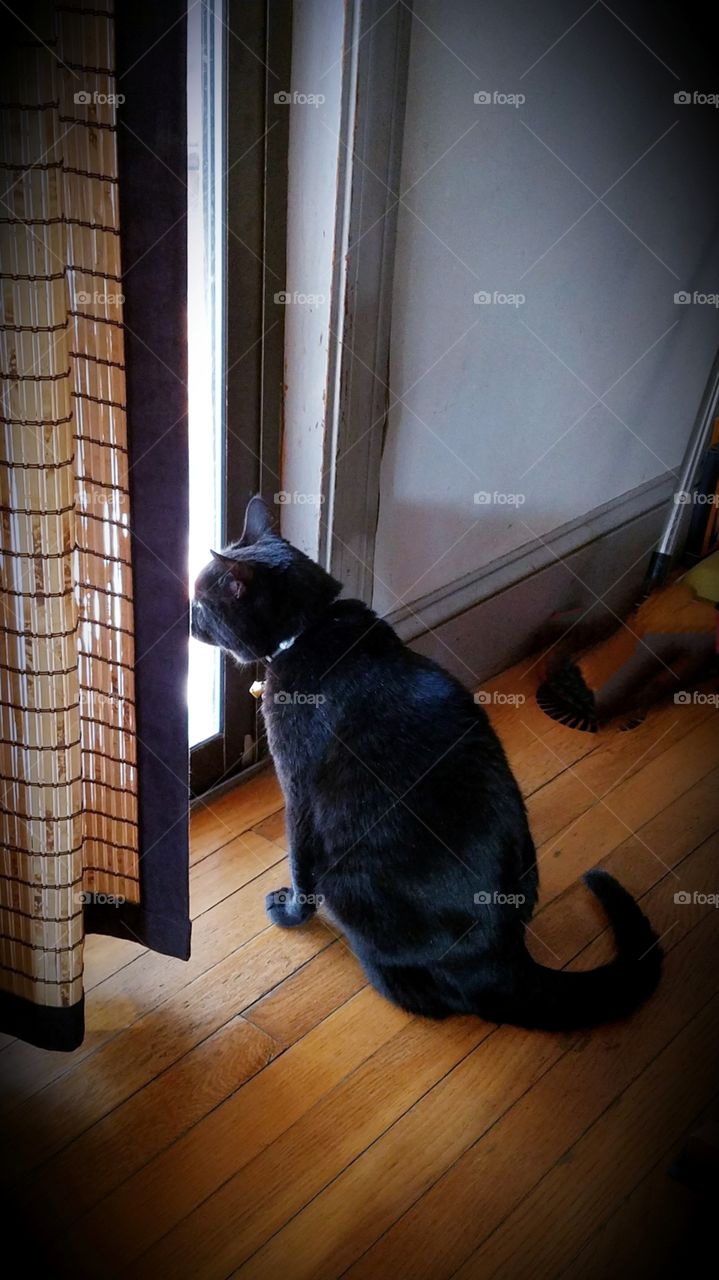 Black kitty cat sitting & looking out door near bamboo curtain. She's a house cat and isn't allowed outside near a busy street. She was rescued in a snowstorm.