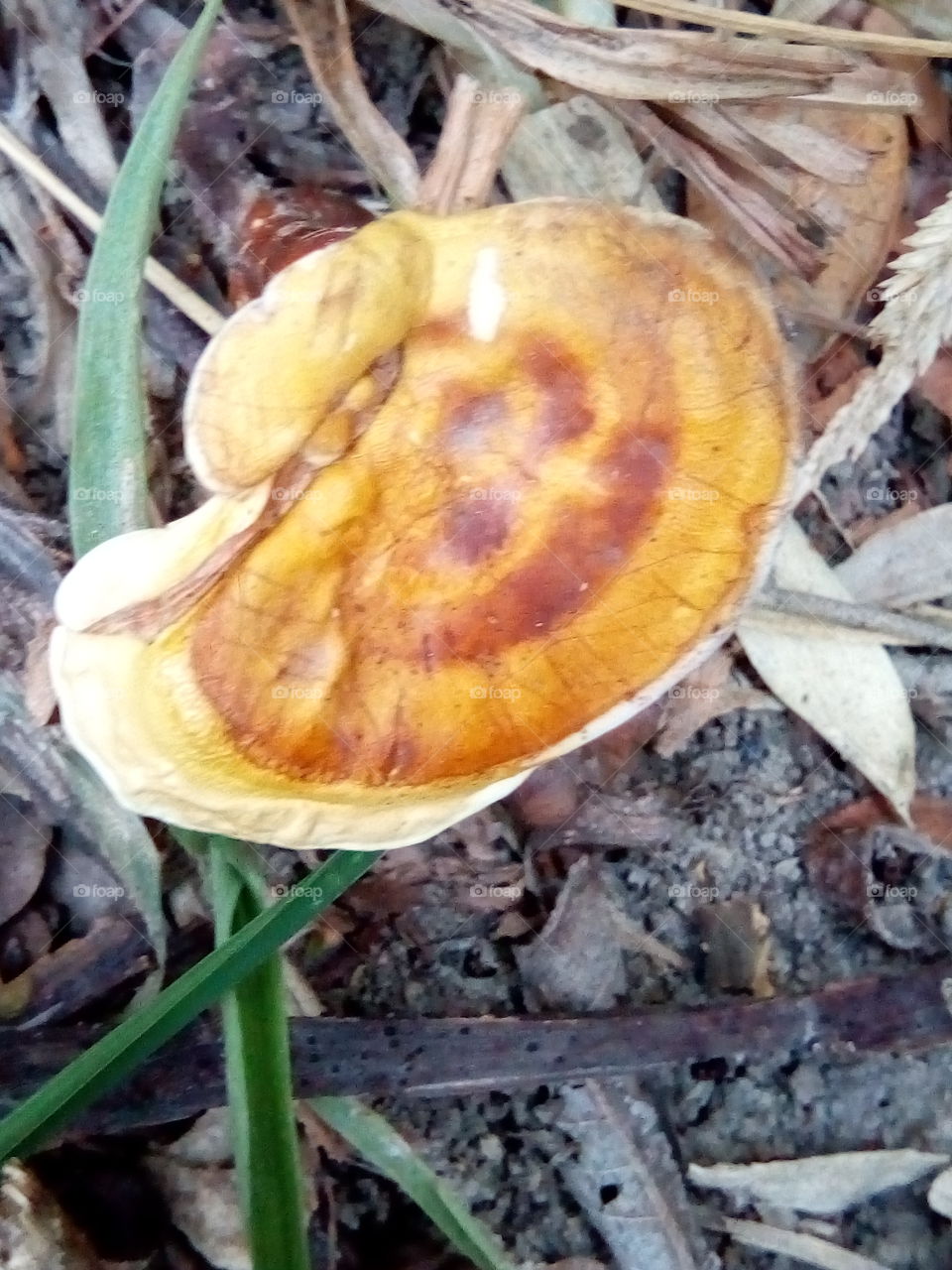 colorful mushroom