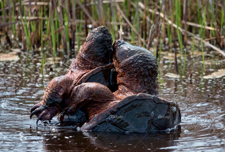 Mating snapper turtles #a5891