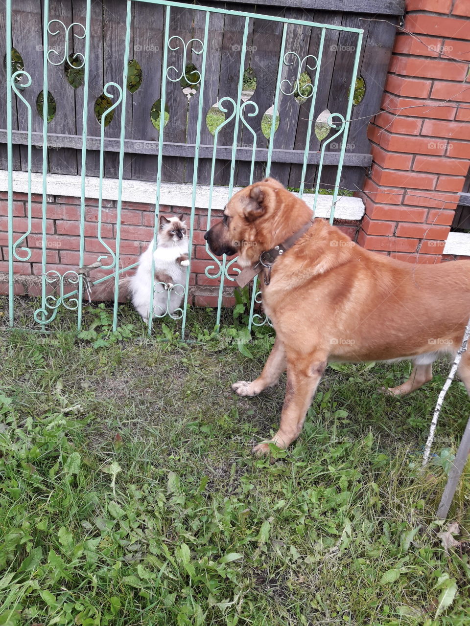 Собака Цезарь и кот Адольф