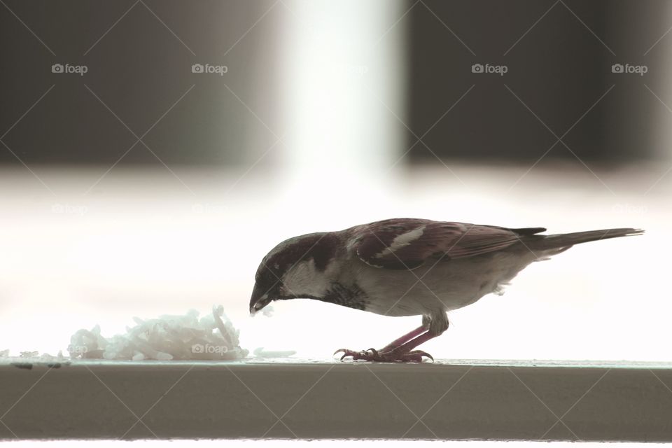Beautiful sparrow