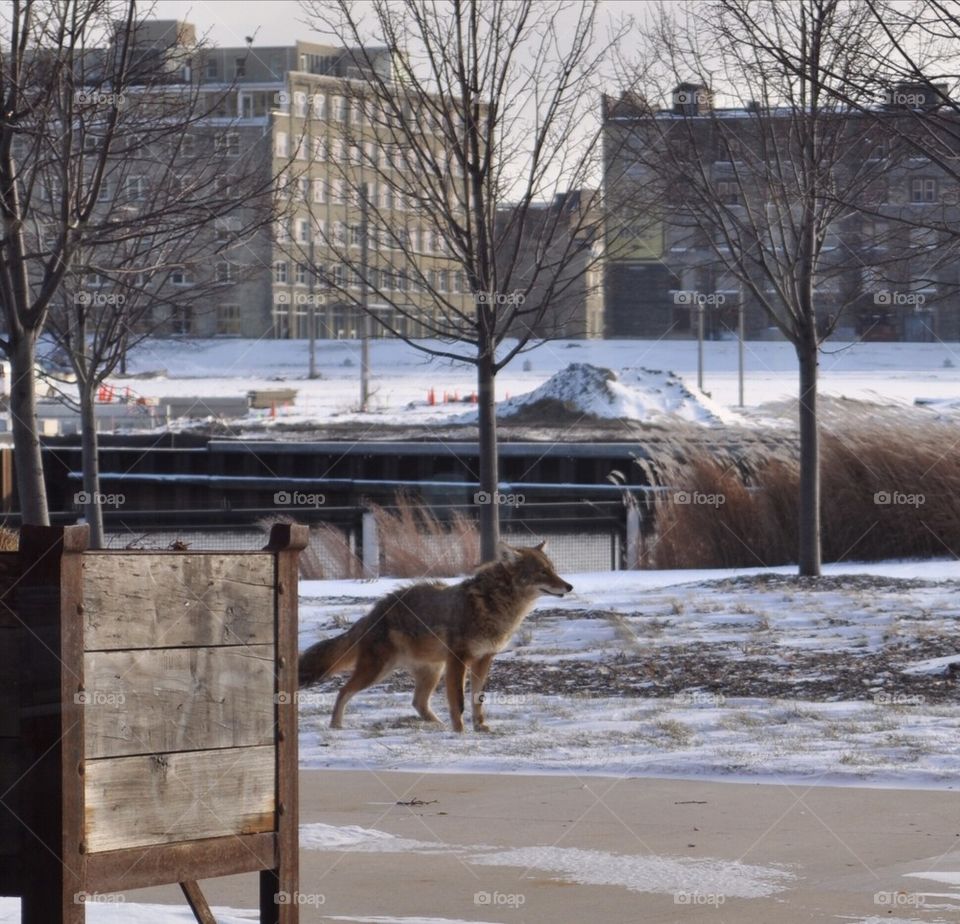 Coyote in the City