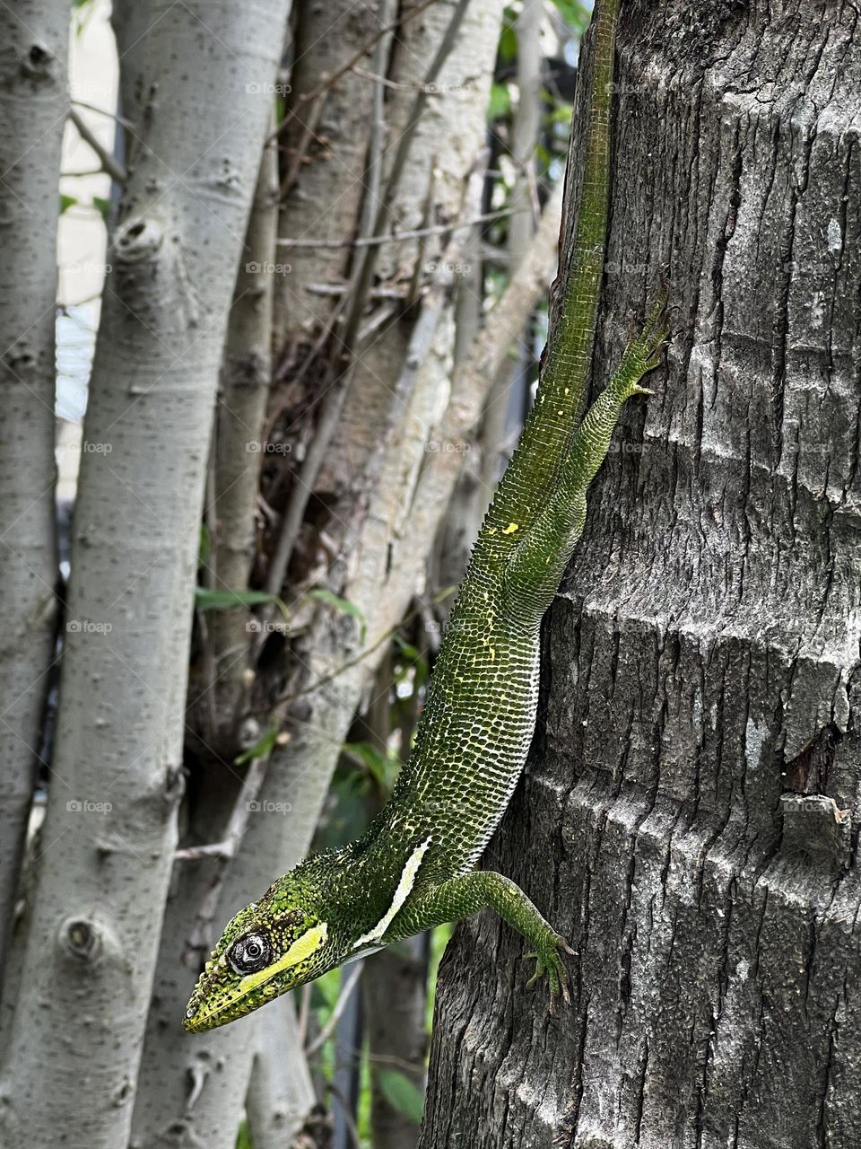 Knight Anole