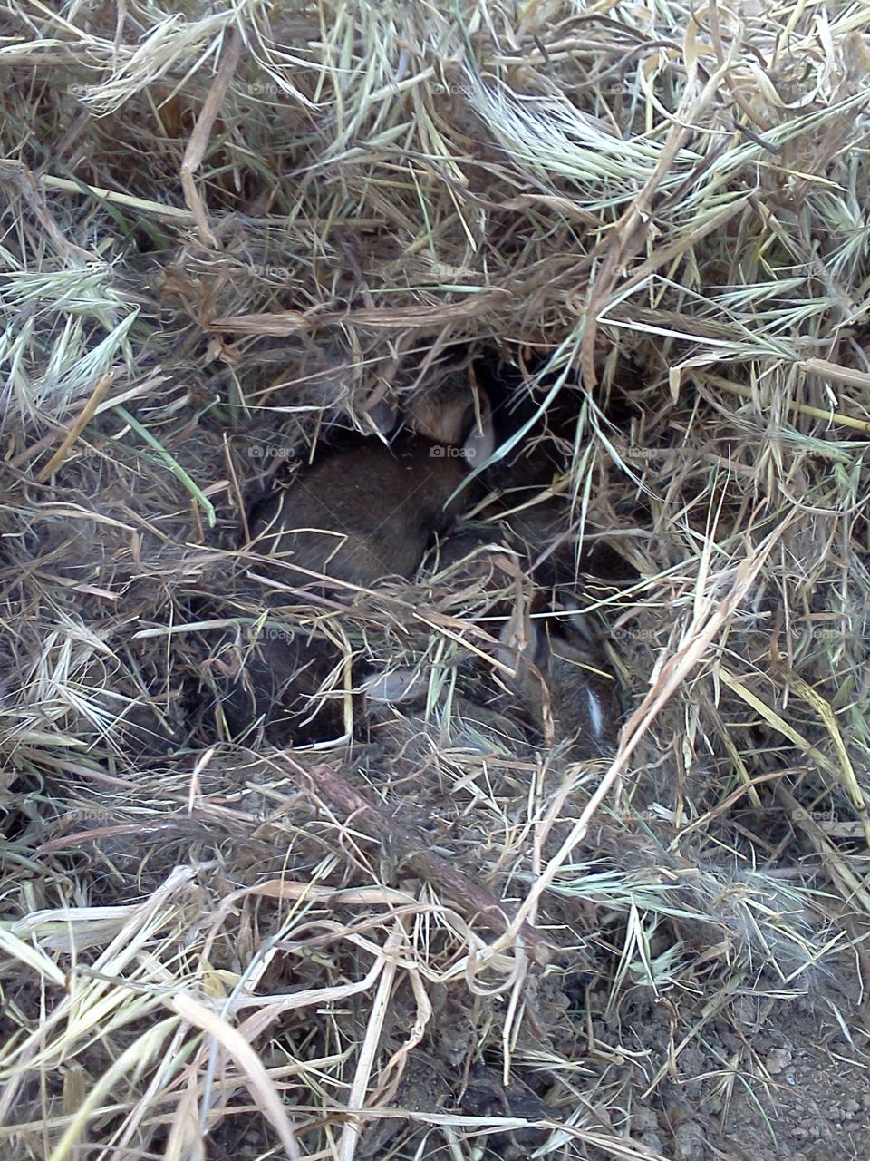 There are several baby bunnies in this nest.