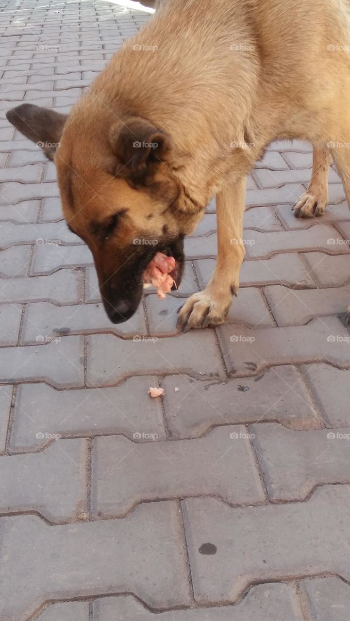 Dog  is eating chicken