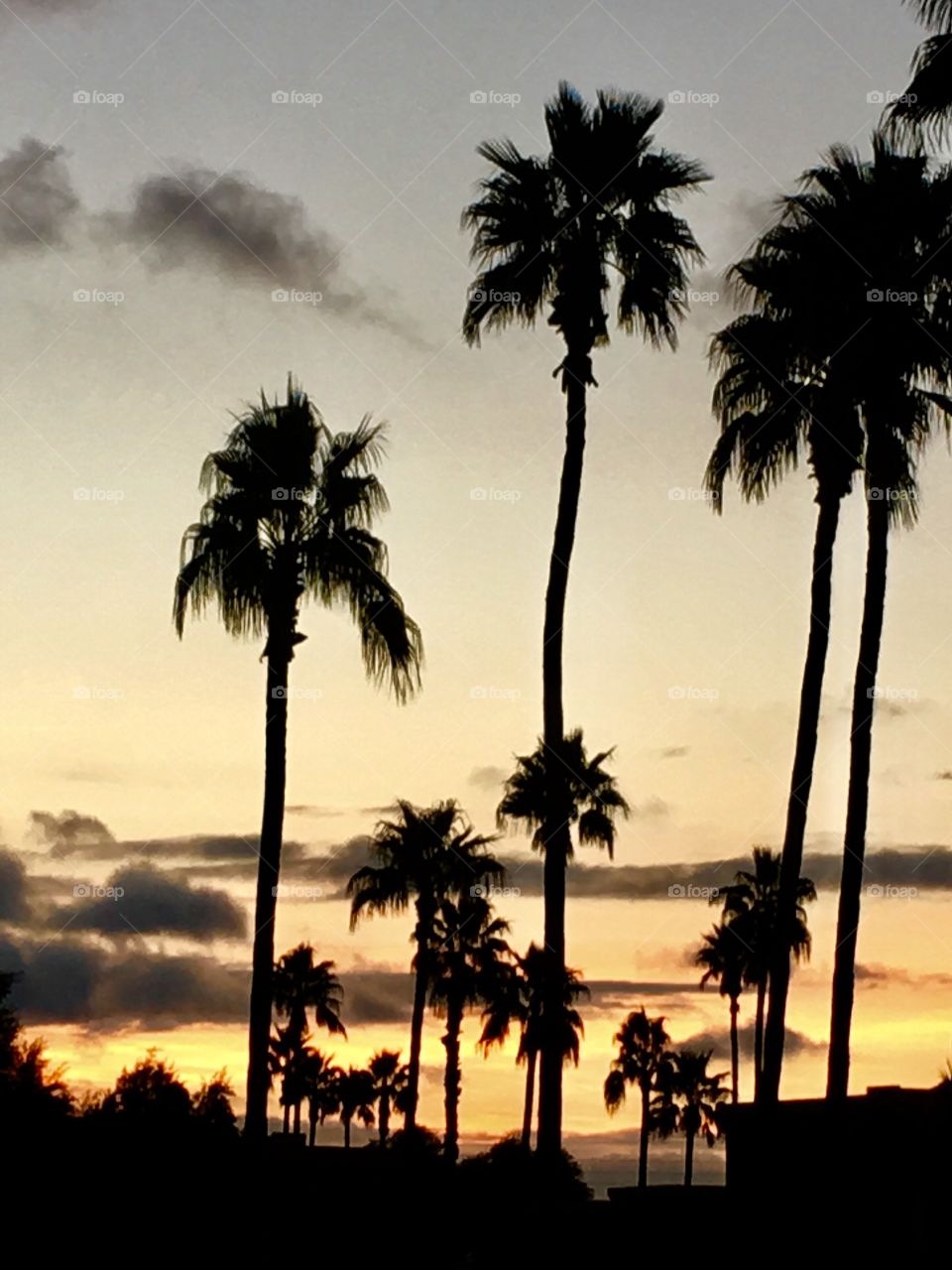 Morning palms