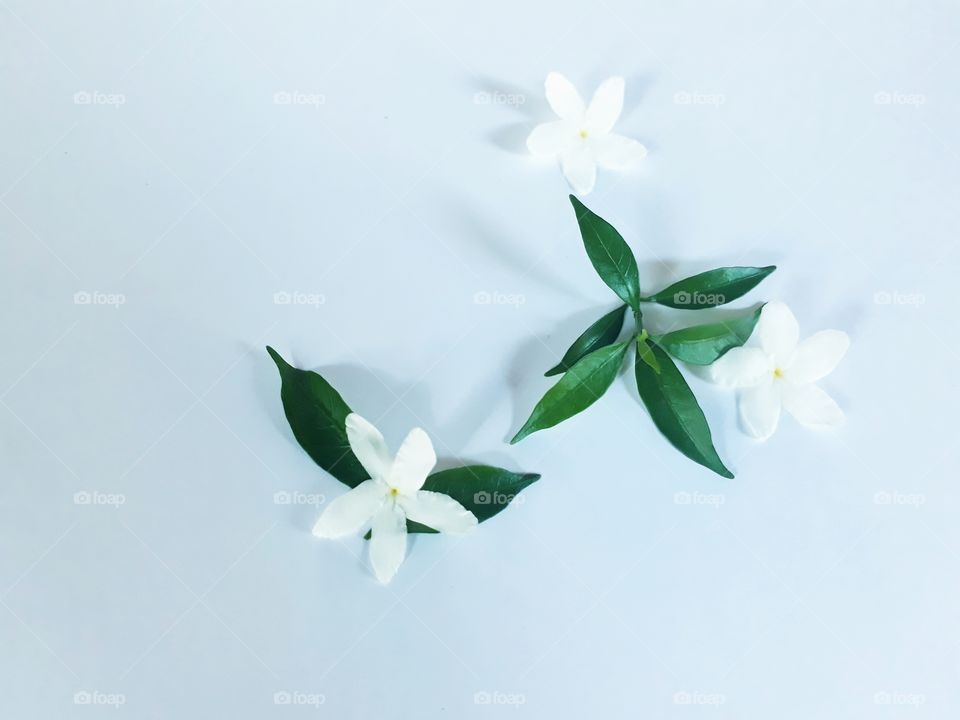 white flower background