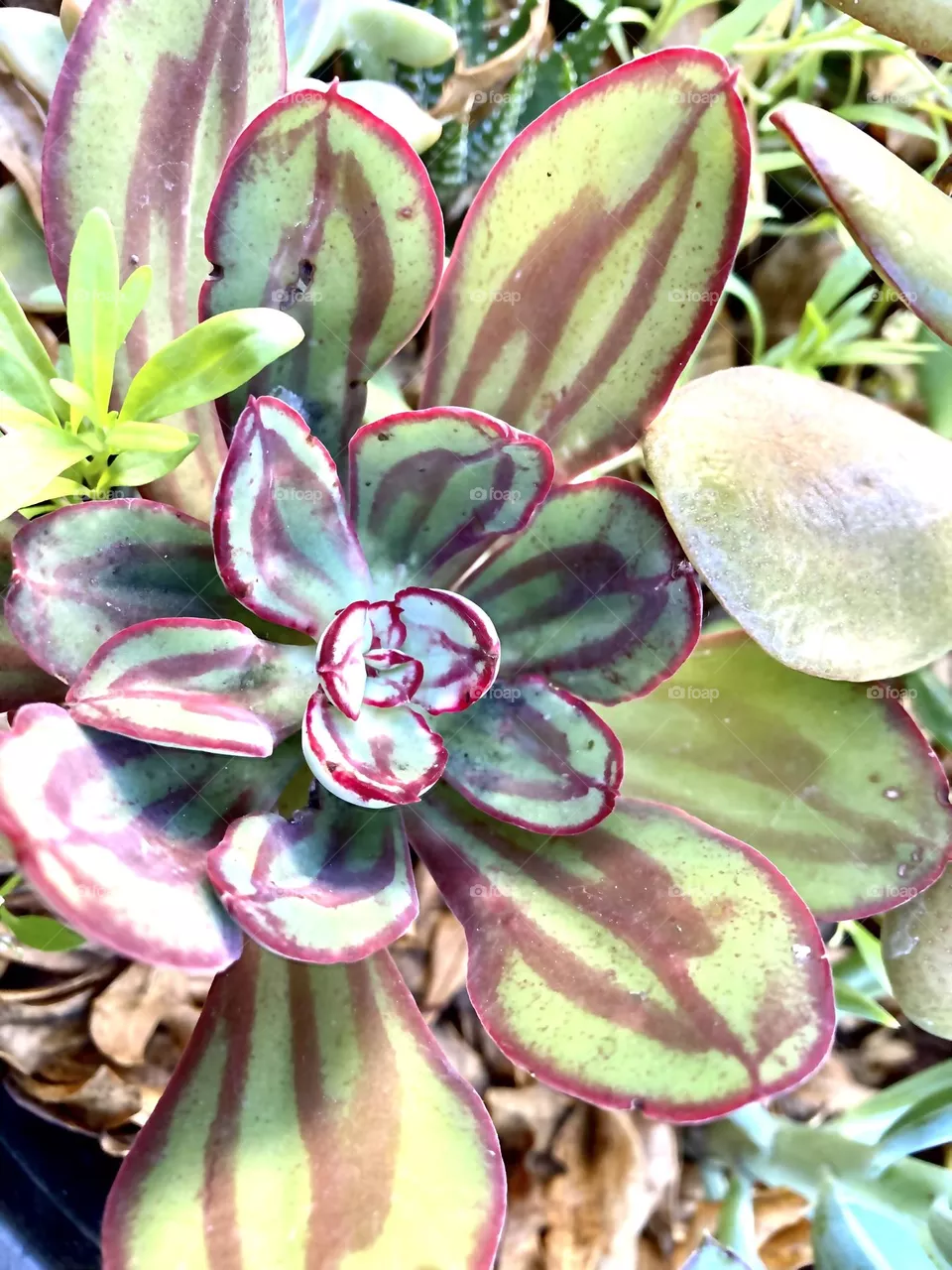 Red patterned succulent rosette 