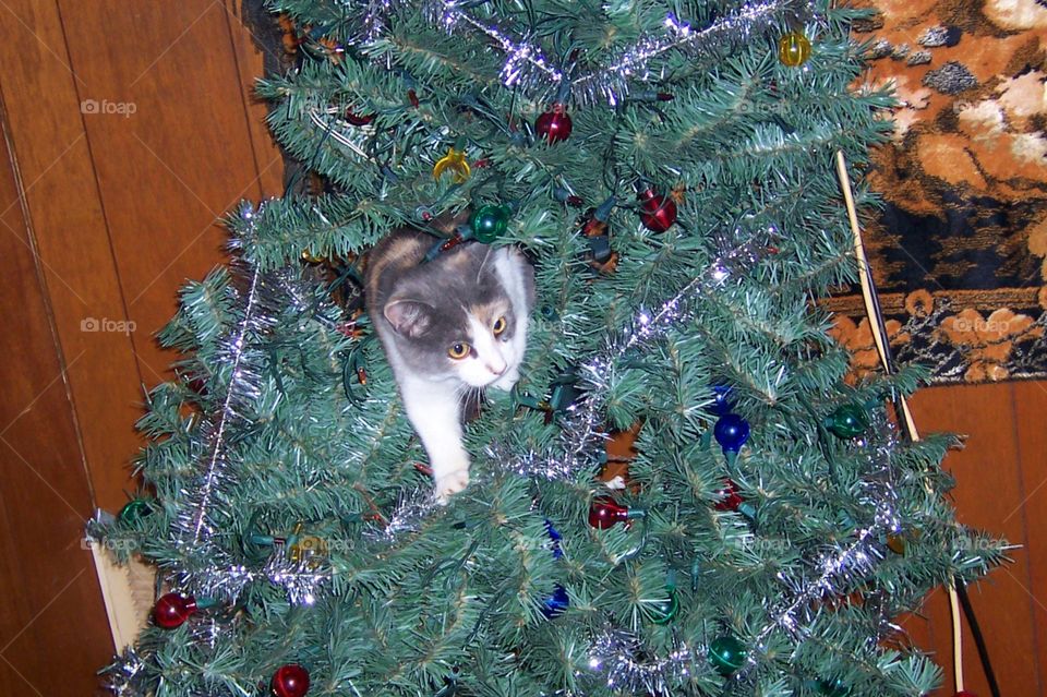 Kitty in the Christmas tree.