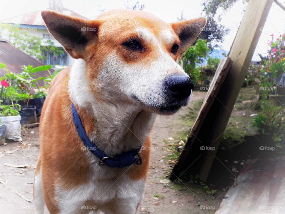 Spring time and your best pal waiting for you for morning walk