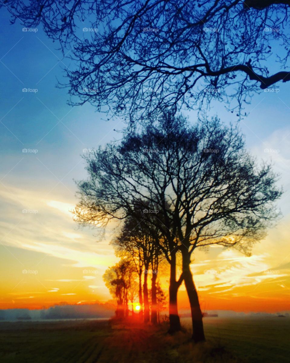 Row of silhouettes of bare trees between the Grassy farmfields in wintertime against a dramatic and colorful sunrise or sunset sky